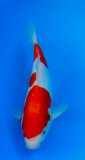 Doitsu Kohaku 32 cm